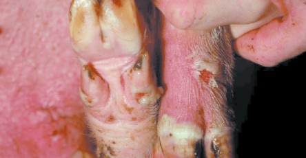 Foot and mouth disease in a pig showing lesions at day 2 after first appearance of