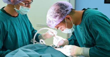 two veterinarian doctor working operating room hua hin thailand february february hua hin thailand 86643919