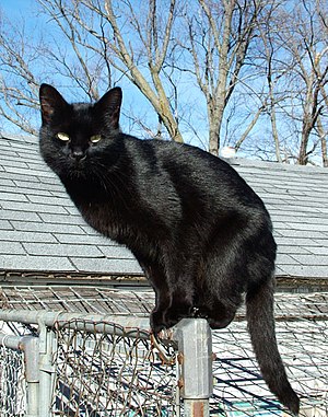 300px Blackcat Lilith1