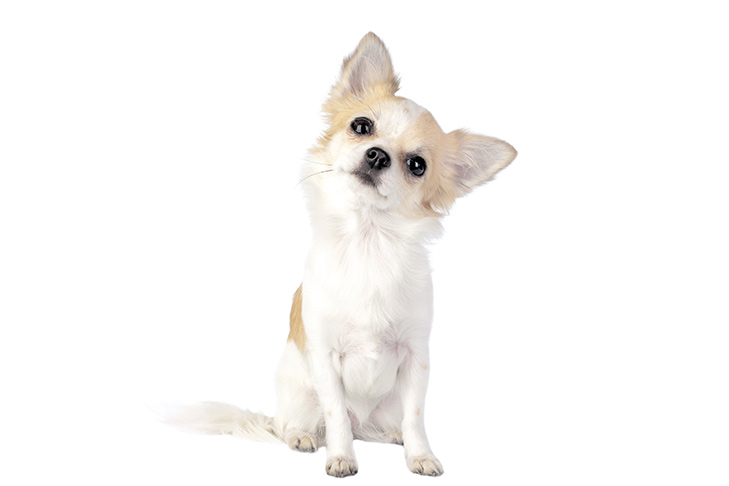 Chihuahua longhaired sitting its head tilted