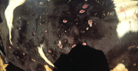 Figure 2 Calf skin showing lumpy skin disease infection scars in the late stage
