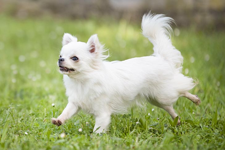 Longhaired Chihuahua running in the grass