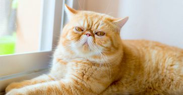 exotic shorthair cat