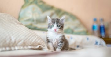 kote puerto so5nsYDOdxw unsplash