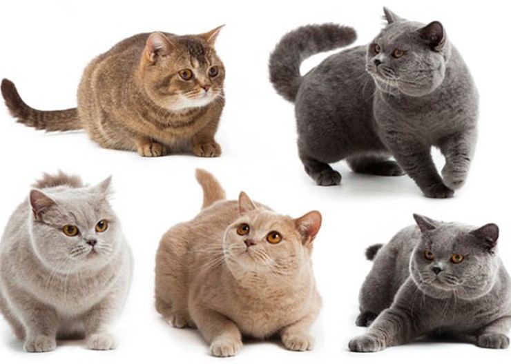 Mèo Anh Lông Ngắn - Nguồn Gốc, Đặc Điểm Và Giá Của Mèo Anh Lông Ngắn - Hỏi  Đáp Thú Y