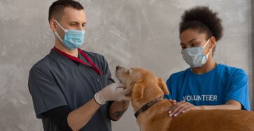a dog having a checkup on a veterinary